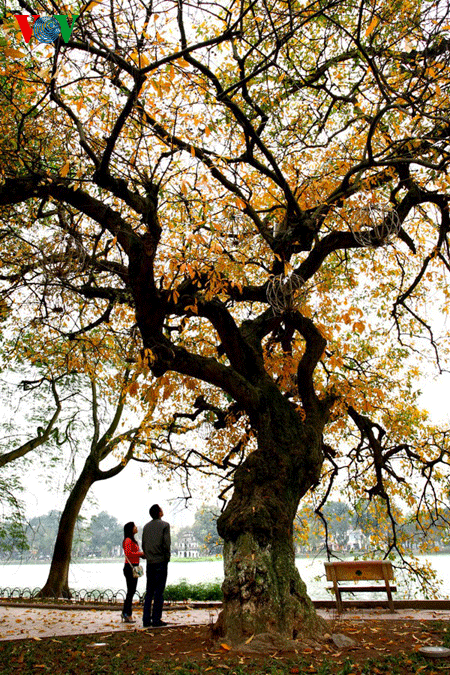 The ancient lecythidaceae trees by Hoan Kiem lake are shedding their leaves   - ảnh 2